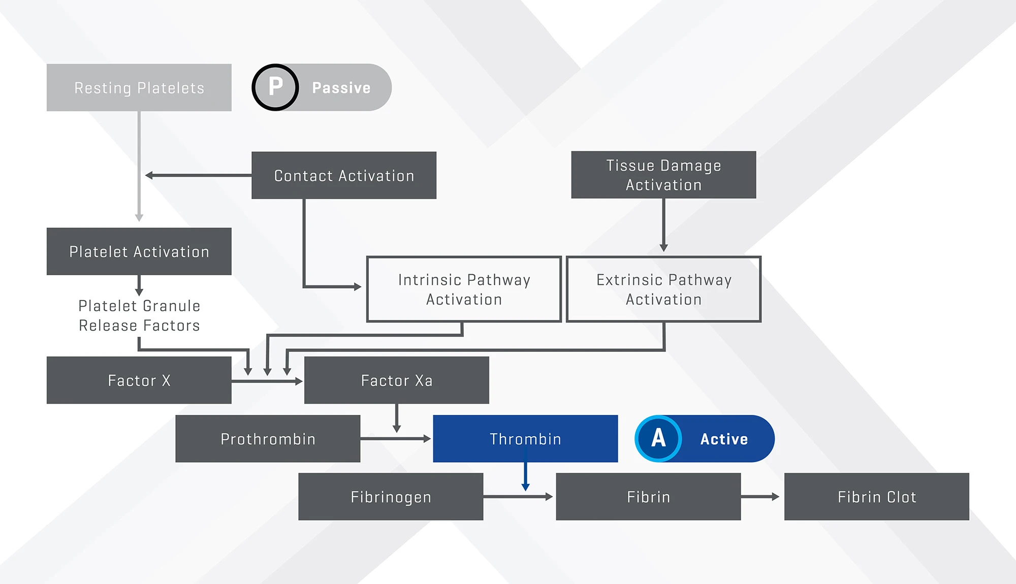 Coagulation cascade diagram showing where passive and active hemostats have effects on the coagulation pathways